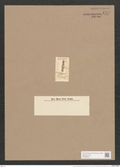 Stauroneis paucicostata (Rabh.) Ralfs. (de-Toni-Nr.: Genus 6, Species 918) Zeichnungen Sammlung Grunow Nr. 1777 (NHMW-BOT-W0368674)